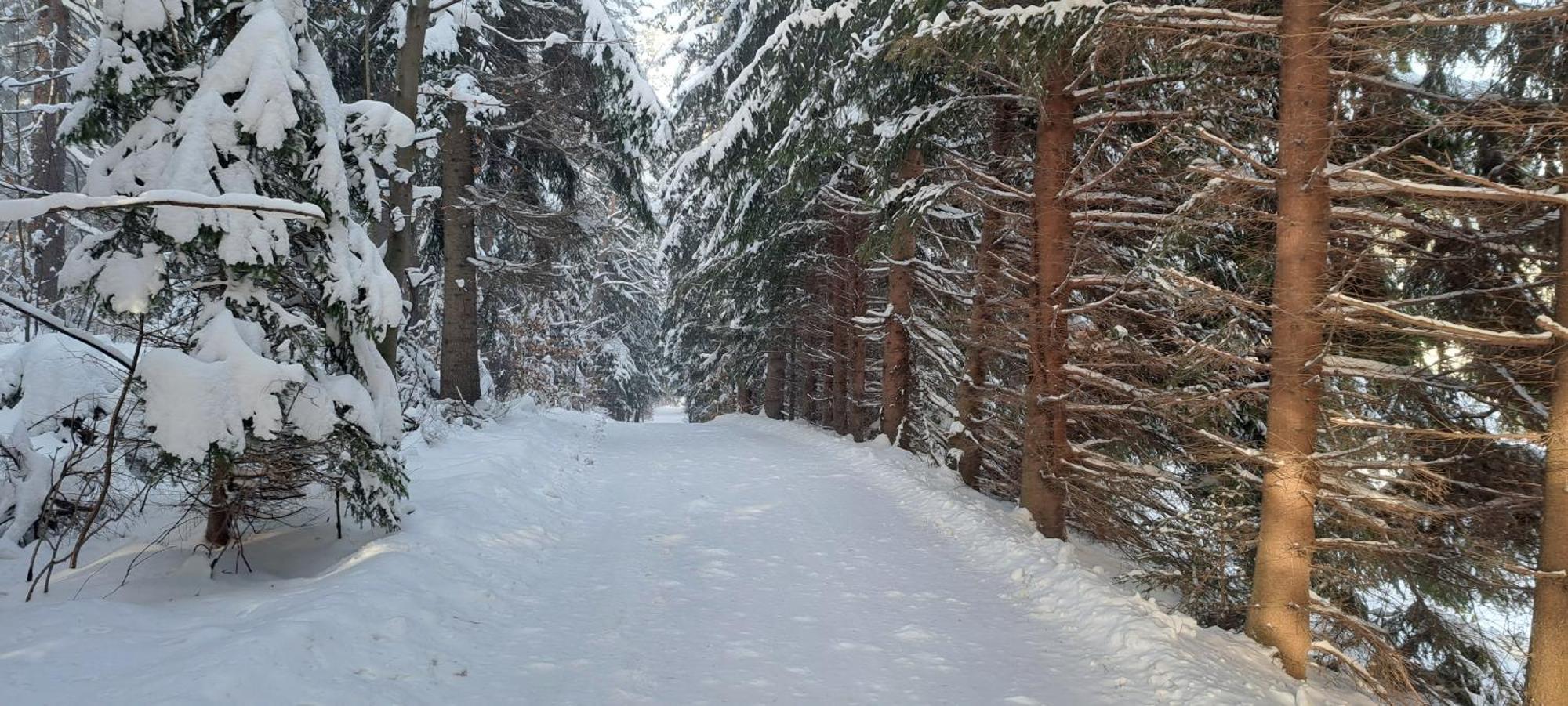 Gorskie Zacisze Bed and Breakfast Borowice Εξωτερικό φωτογραφία
